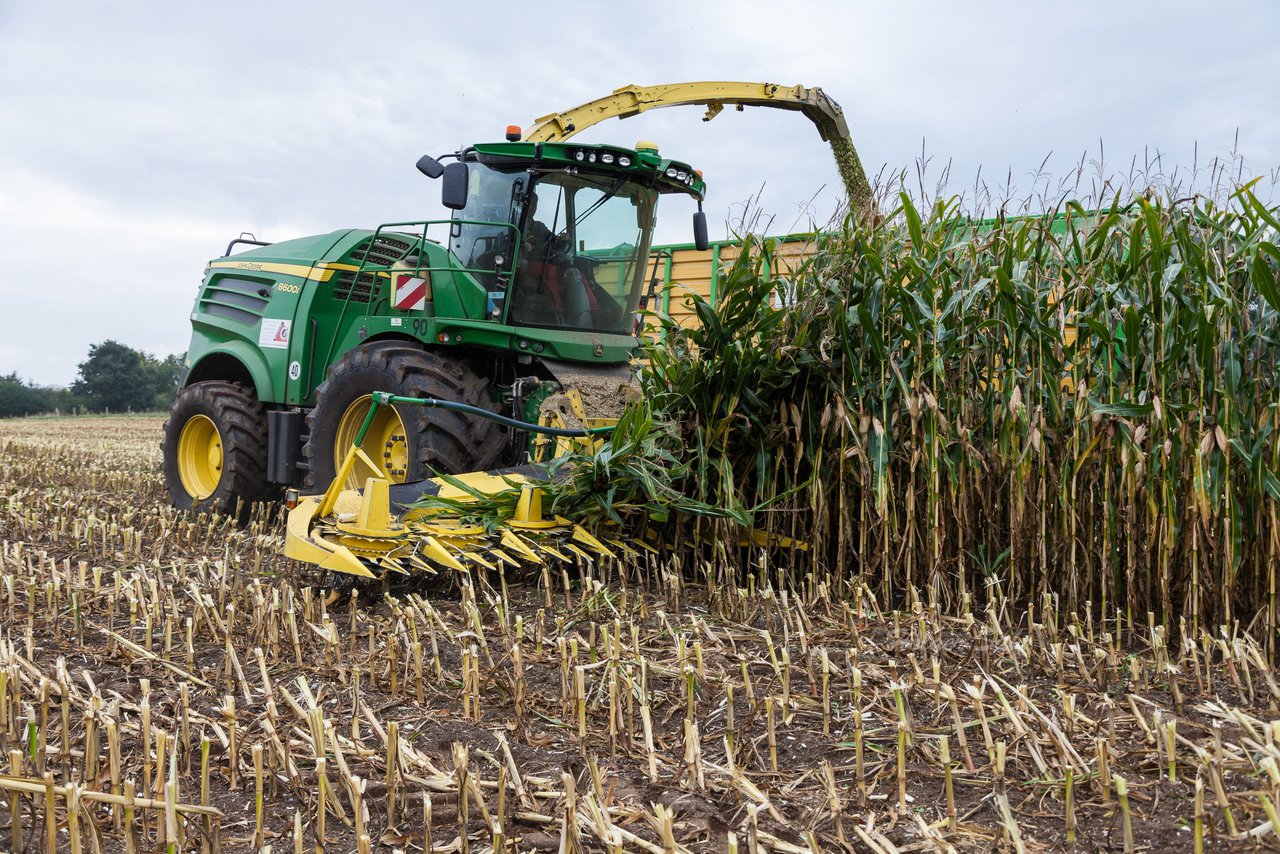 Bild 231 - Maisernte